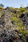 Nelle terre di Matilde - Sentiero da Rossena a Canossa: tipica vegetazioned'ambientee arido.